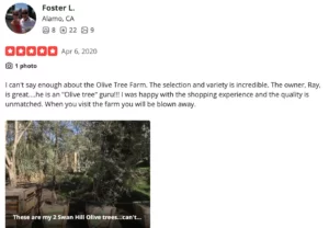 Photograph of olive trees at The Olive Tree Farm